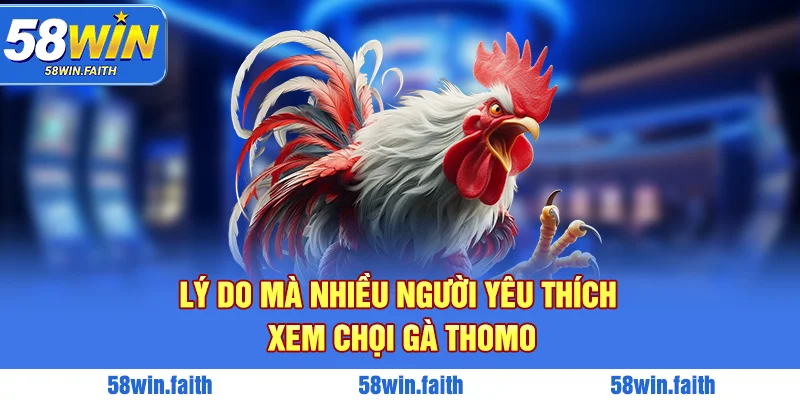 Lý do mà nhiều người yêu thích xem chọi gà Thomo