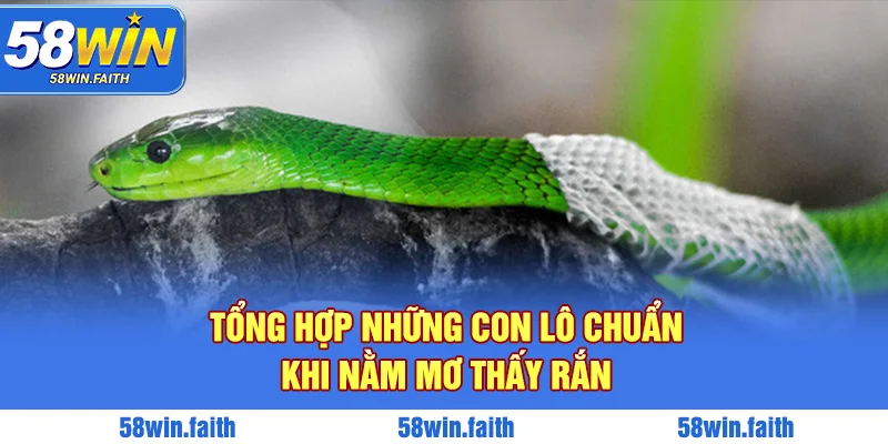 Tổng hợp những con lô chuẩn khi nằm mơ thấy rắn