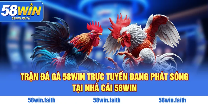 Trận đá gà 58win trực tuyến đang phát sóng tại nhà cái 