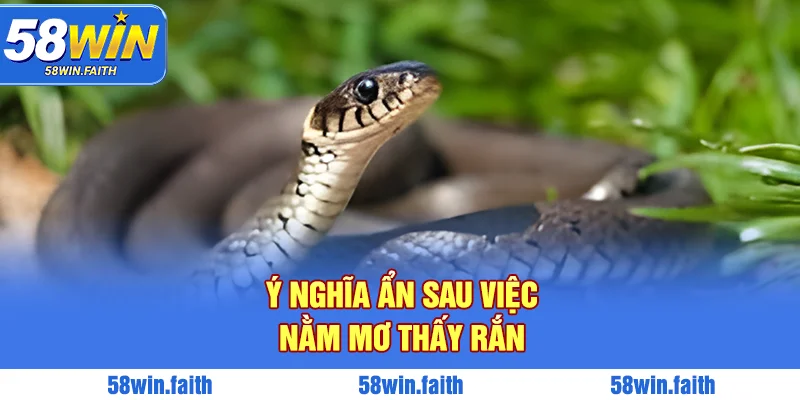 Ý nghĩa khi nằm mơ thấy rắn